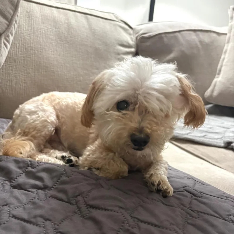 A senior small-sized male White / Cream Terrier dog named Walter for adoption in San Francisco, CA