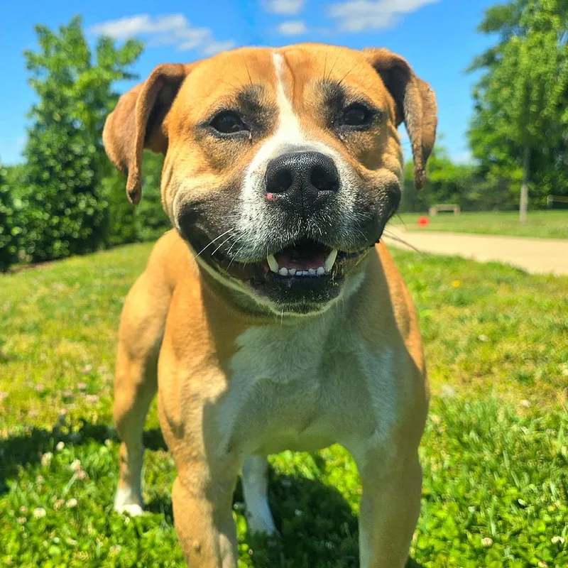 An adult medium-sized male Yellow / Tan / Blond / Fawn Mixed Breed dog named Pablo for adoption in Franklin, TN