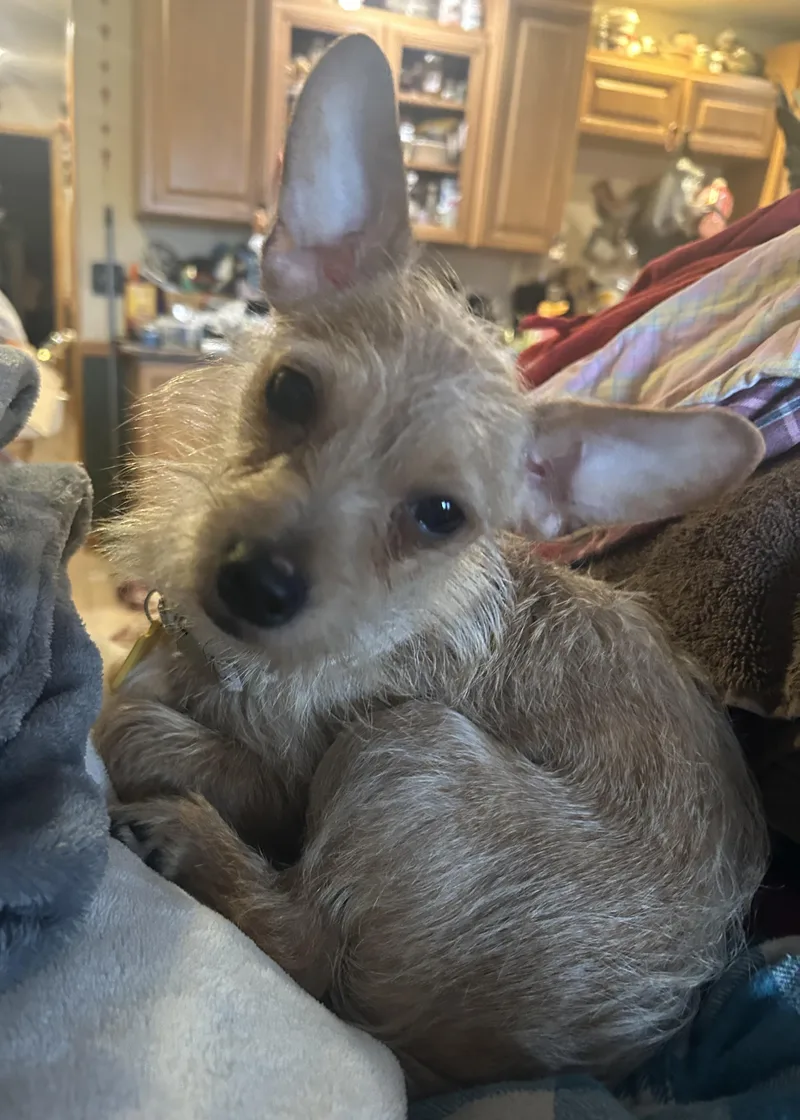 An adult small-sized male Golden Chihuahua dog named Biscuit for adoption in Tyler Hill, PA