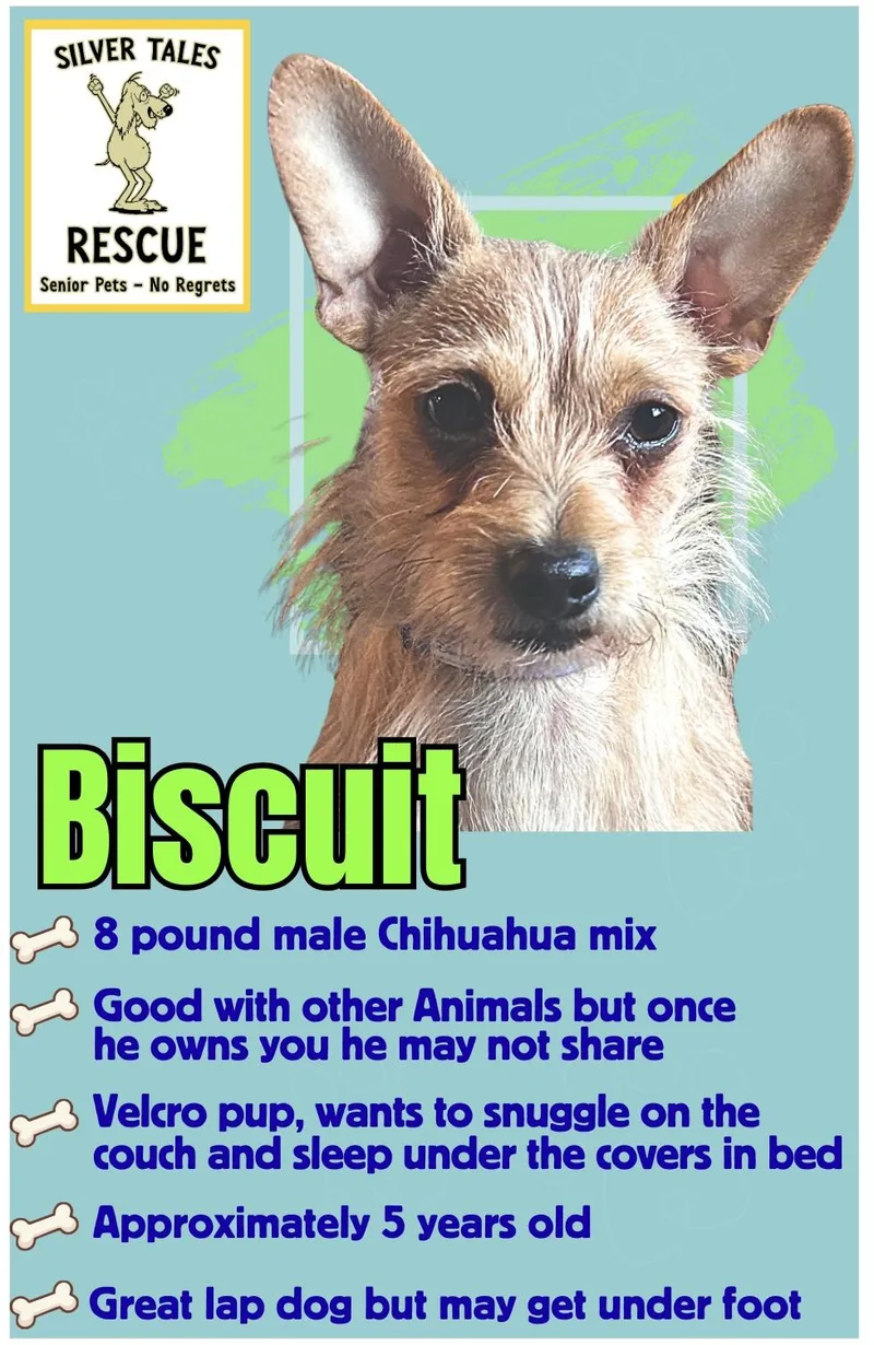 Biscuit thumbnail 2
