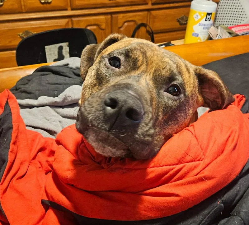 A young large-sized male Boxer dog named Lars for adoption in Doylestown, PA