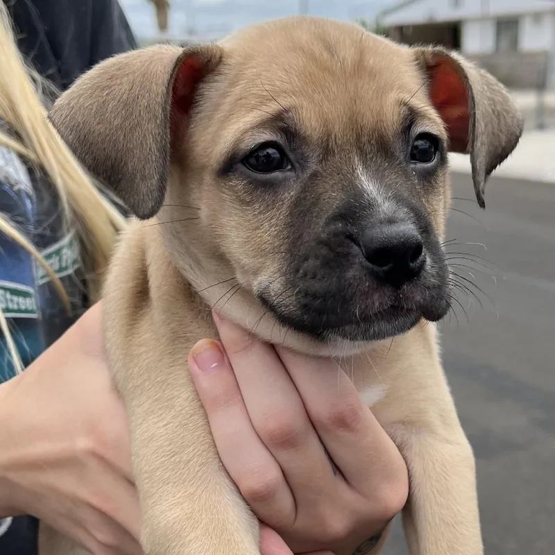 A baby large-sized female Yellow / Tan / Blond / Fawn Shepherd dog named Puppy for adoption in Bullhead City, AZ