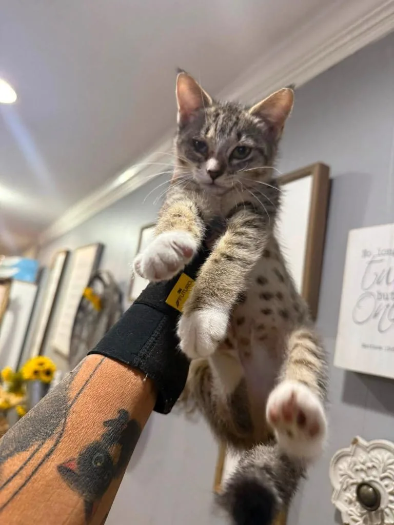 A baby large-sized female Domestic Short Hair cat named Frankie for adoption in warrenville, SC