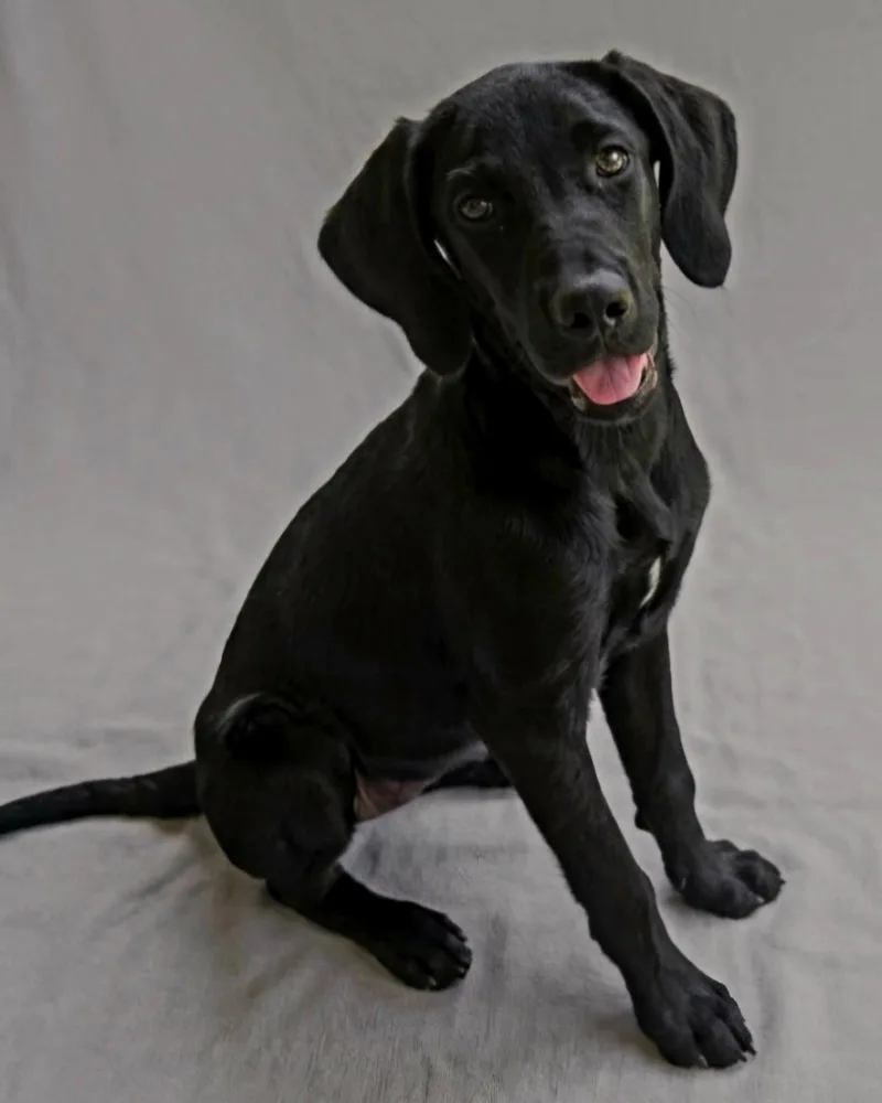 Puppy Opal