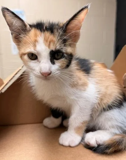 A young small-sized female Domestic Short Hair cat named Dumpling for adoption in Harlingen, TX
