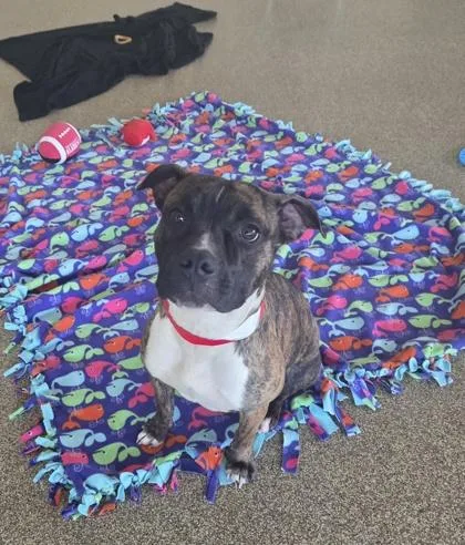 A young medium-sized female Pit Bull Terrier dog named Aloe for adoption in Westland, MI