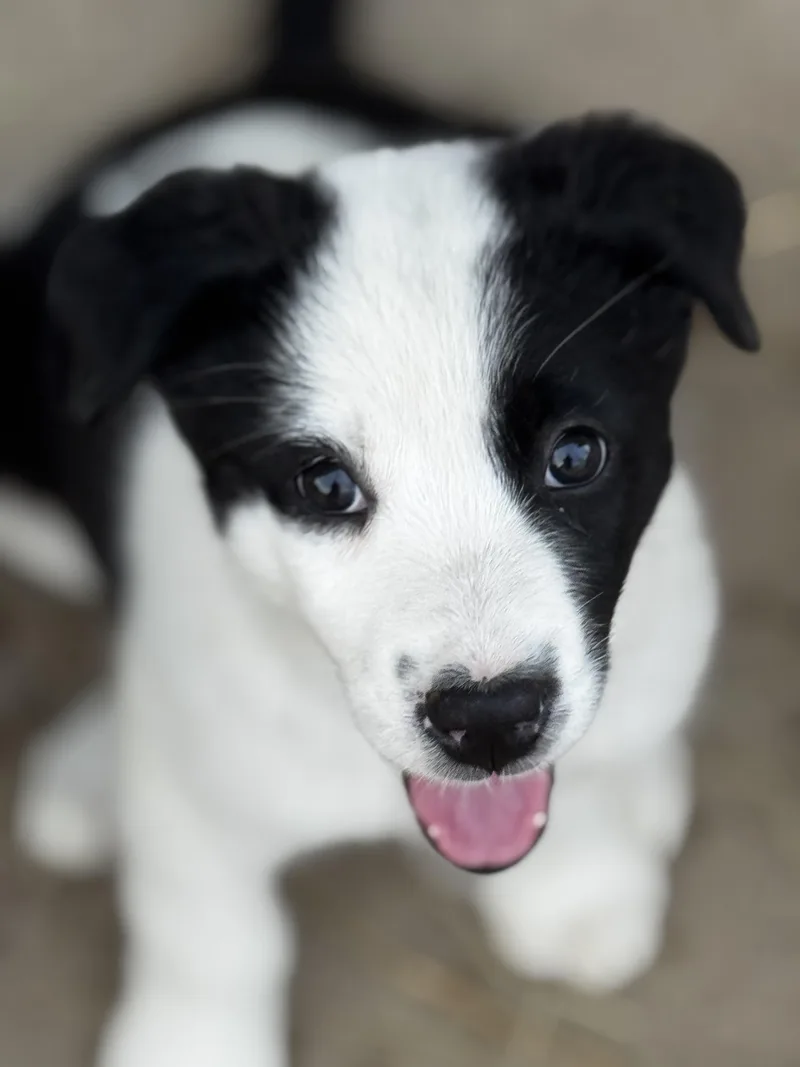 A baby medium-sized female Black Australian Shepherd dog named Poppy for adoption in Hallsville, MO