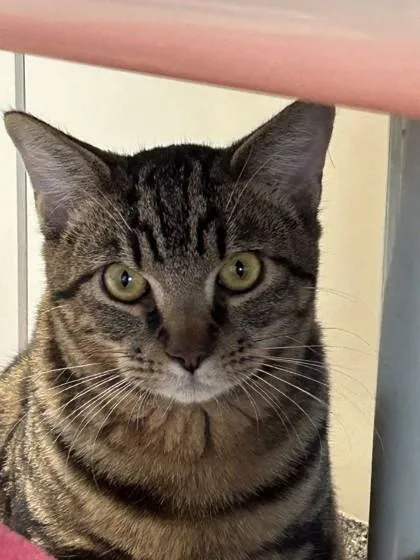 Oliver