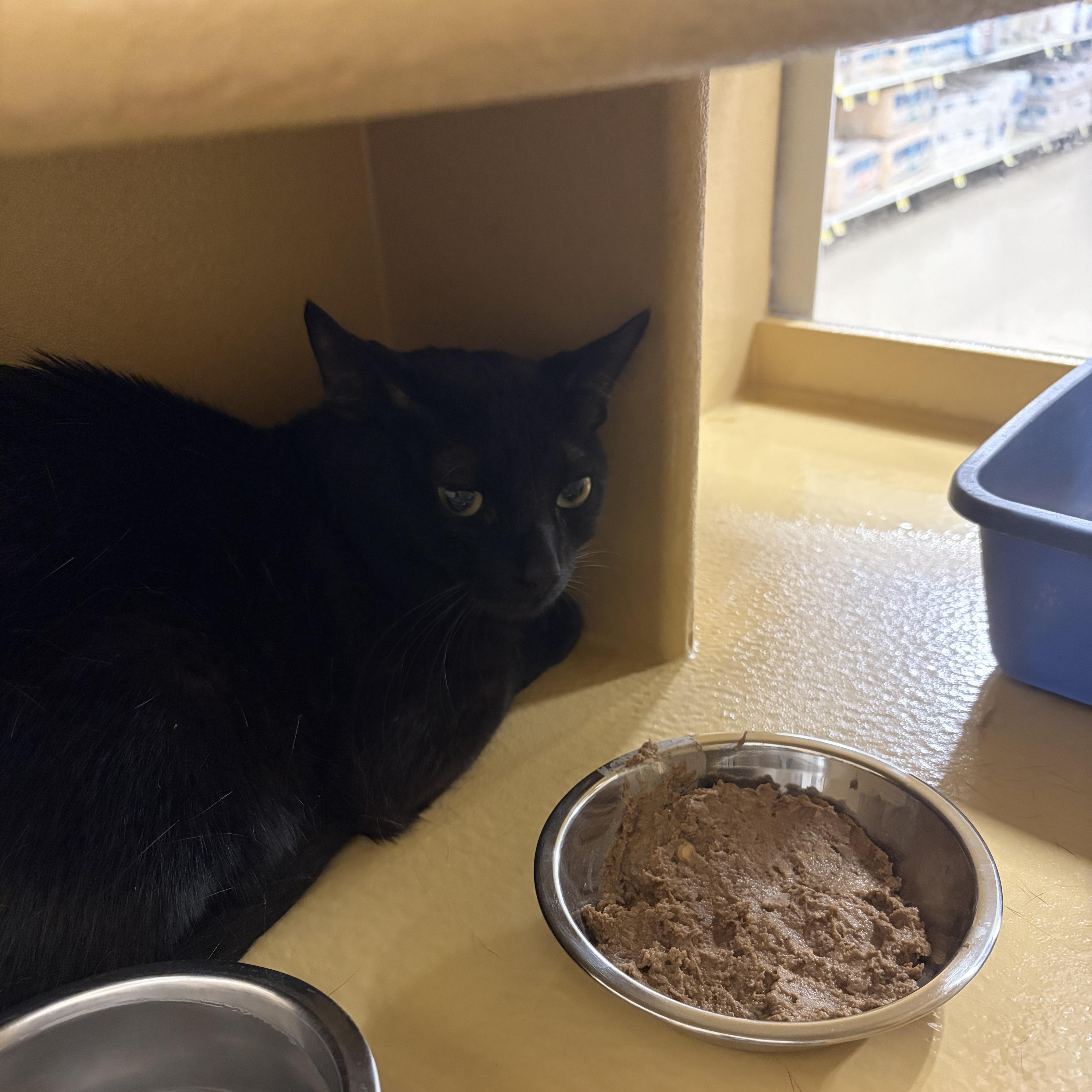 A young medium-sized male Black Domestic Short Hair cat named Void for adoption in Worcester, MA