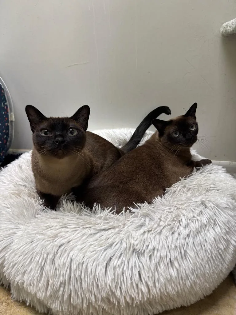 An adult medium-sized female Tonkinese cat named Winona for adoption in Lancaster, PA