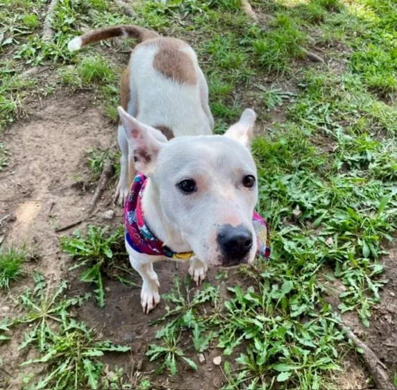 A young medium-sized female Australian Cattle Dog / Blue Heeler dog named Izzie for adoption in Tulsa, OK