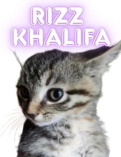 A young small-sized female Domestic Short Hair cat named Rizz Khalfia for adoption in Columbus, IN