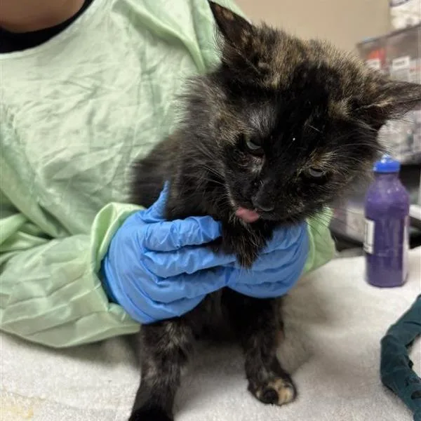 A young medium-sized female Domestic Medium Hair cat named Robin for adoption in Tempe, AZ