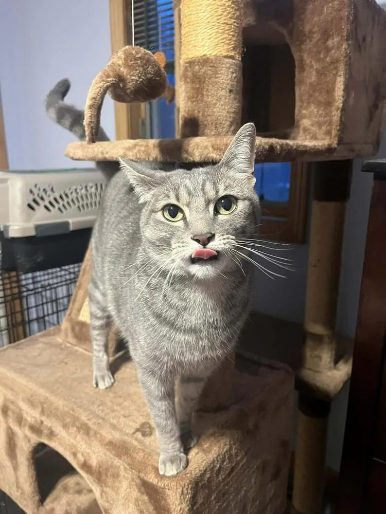 An adult medium-sized female Gray / Blue / Silver Domestic Short Hair cat named Princess for adoption in Muskegon, MI