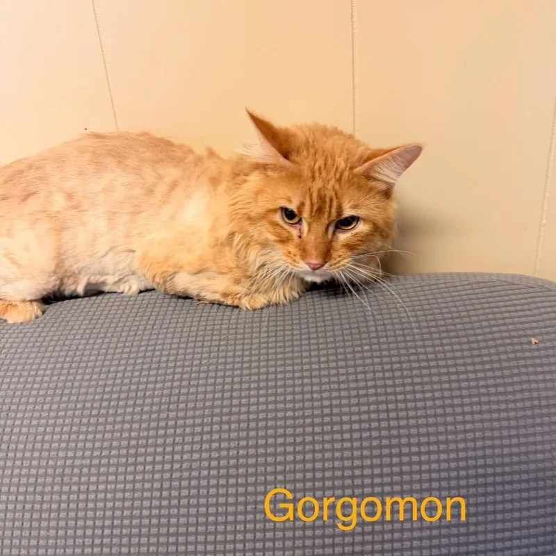 An adult medium-sized male Orange / Red Domestic Long Hair cat named Gorgomon Meet Me At for adoption in Buffalo, MN