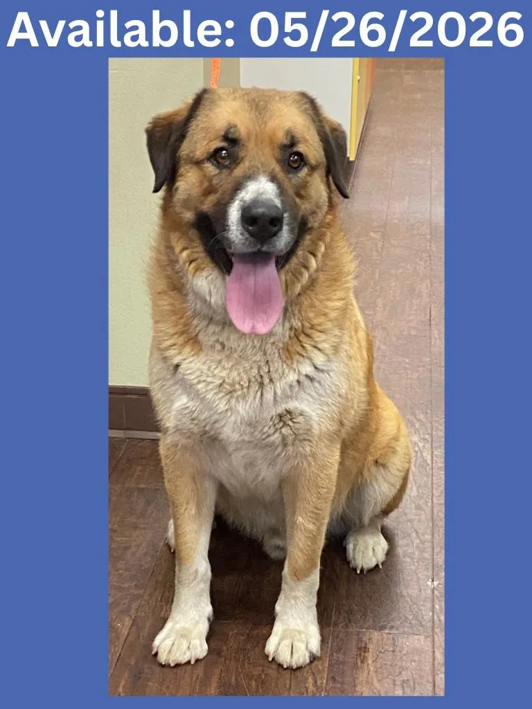 An adult large-sized male Great Pyrenees dog named Dog Kennel  Ace for adoption in Greenville, TX