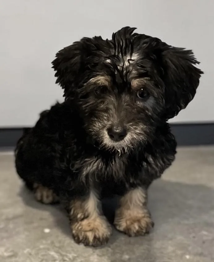 A baby small-sized male Black Havanese dog named Biscuit for adoption in Los Angeles, CA