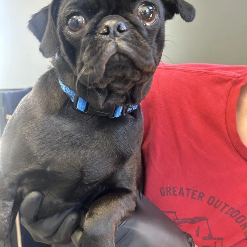 A young small-sized female Black Pug dog named Nyx for adoption in Palm Springs, CA