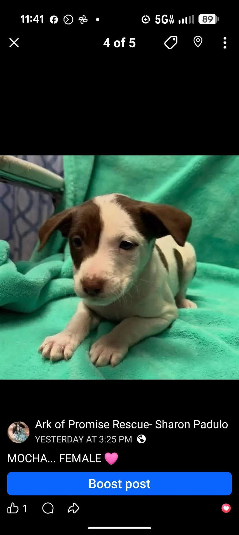 A baby medium-sized female Brown / Chocolate Chocolate Labrador Retriever dog named Mocha for adoption in Browns Mills, NJ