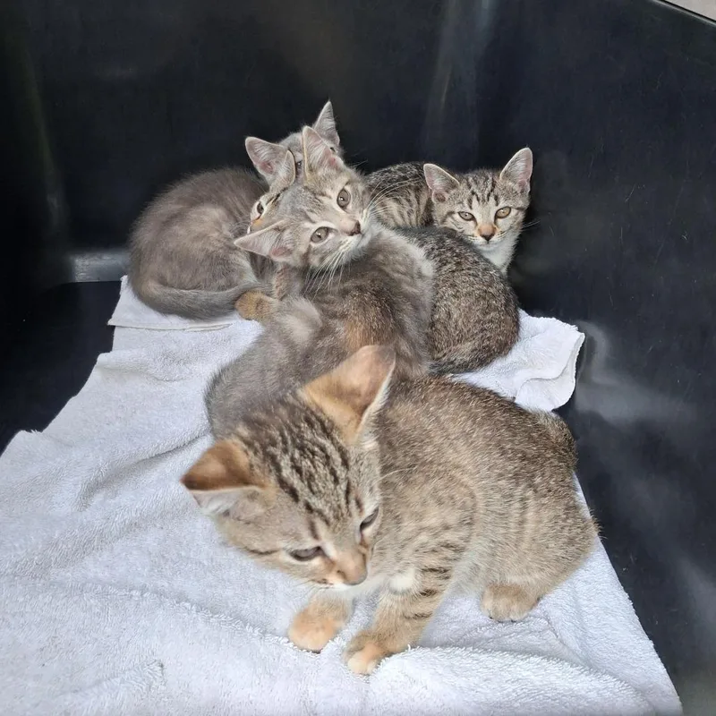 A baby small-sized female Brown / Chocolate Domestic Short Hair cat named Namib for adoption in Auburn, AL