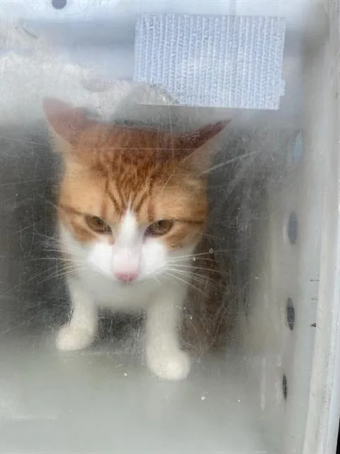 A young medium-sized male Domestic Short Hair cat named Rey for adoption in Dallas, TX