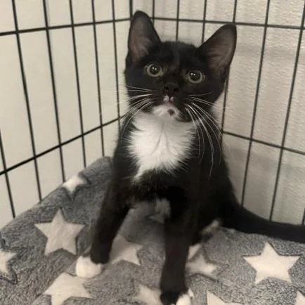 A baby small-sized male Black Domestic Short Hair cat named Eric for adoption in Carrollton, OH