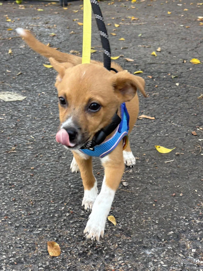 A baby small-sized female Basenji dog named Indy for adoption in Margate, FL