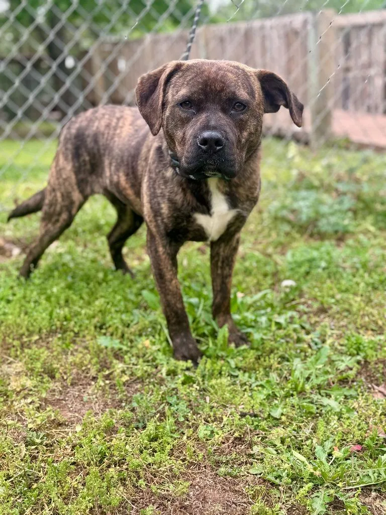 A young medium-sized male Boxer dog named Charket for adoption in Russellville, KY