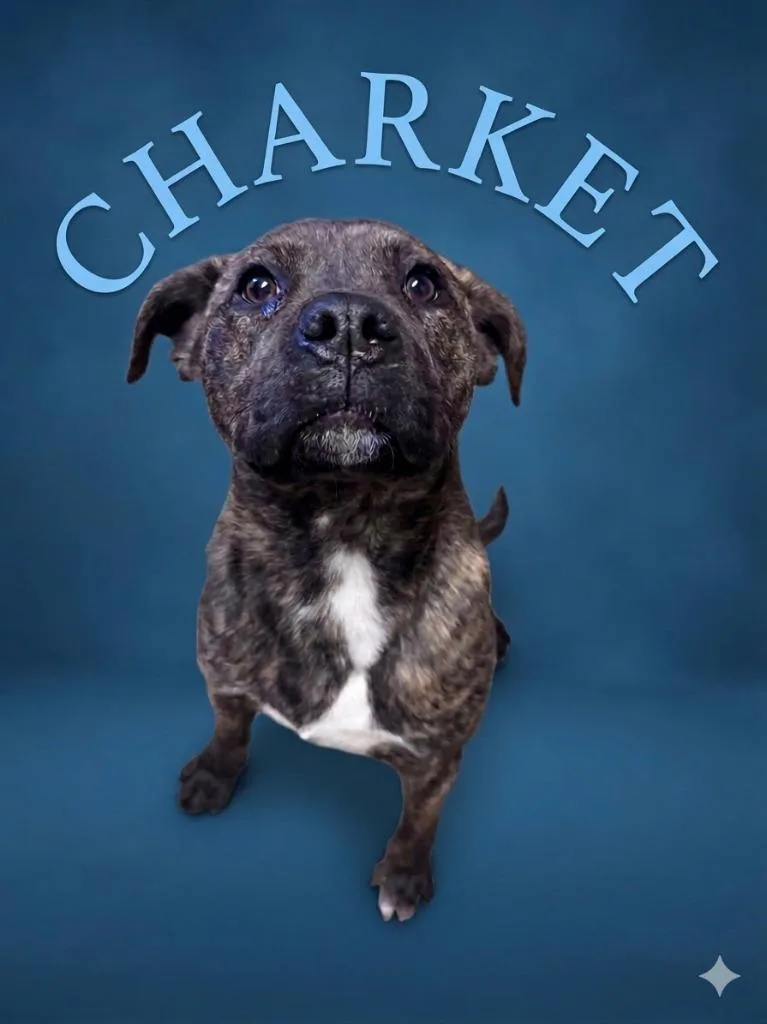 Charket thumbnail 2