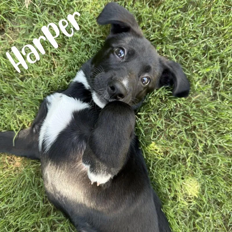 A baby large-sized female Black Shepherd dog named Harper for adoption in Kannapolis, NC