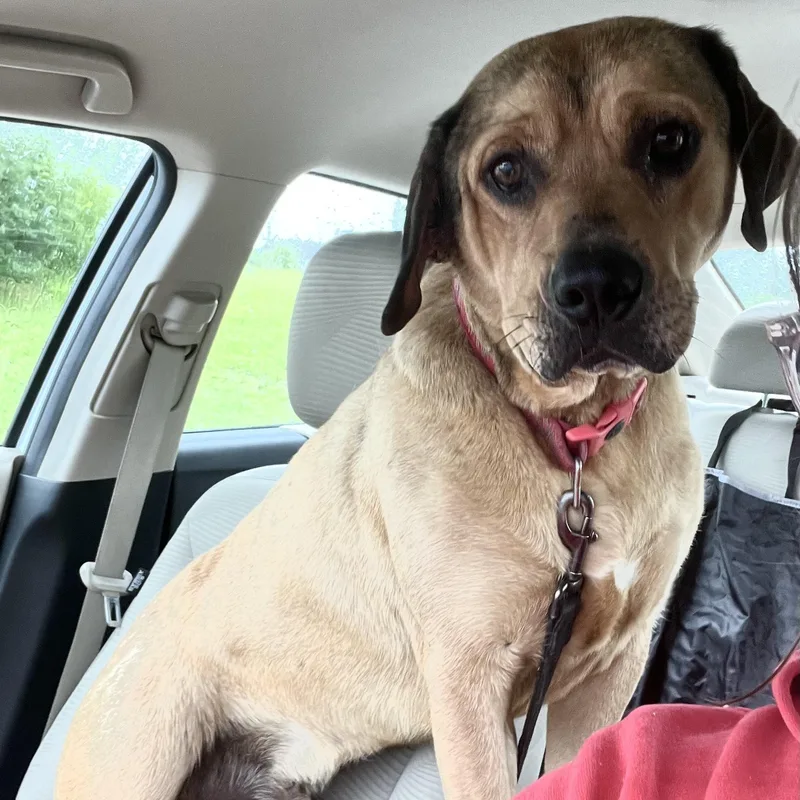A young large-sized male Yellow / Tan / Blond / Fawn Mountain Cur dog named Roman for adoption in Monroe, OH