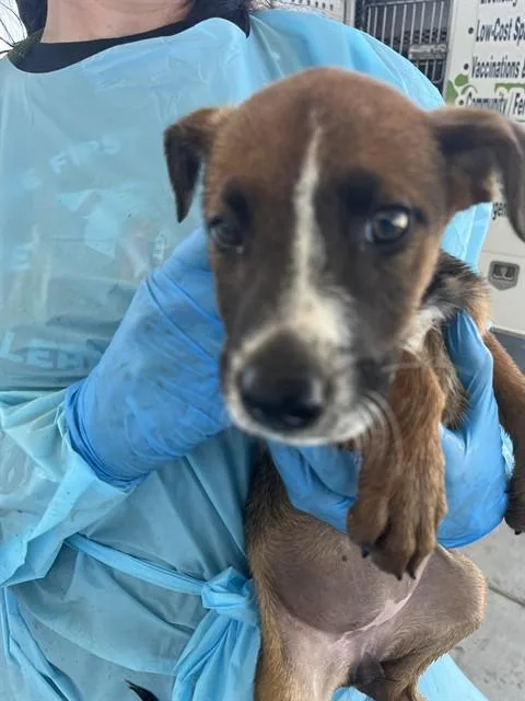 A baby small-sized female Tricolor (Brown, Black, & White) Shepherd dog named Winter  URGENT for adoption in Thousand Oaks, CA