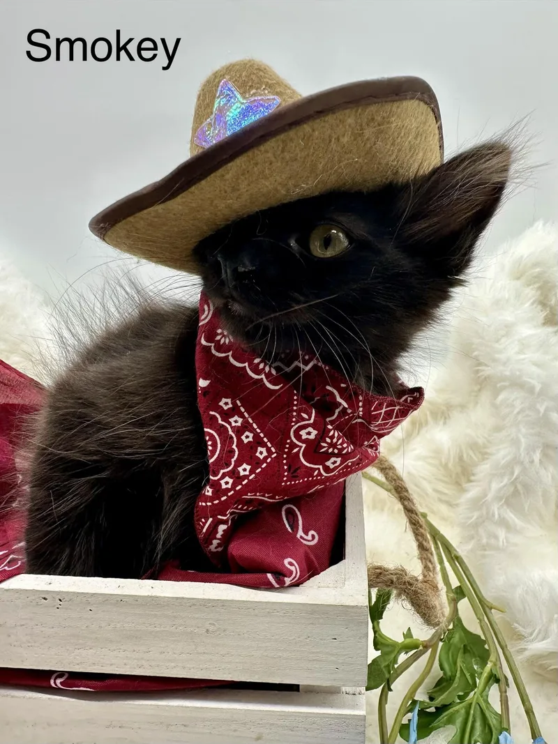 A baby medium-sized male Black Domestic Long Hair cat named Smokey for adoption in HUNTINGTON BEACH, CA