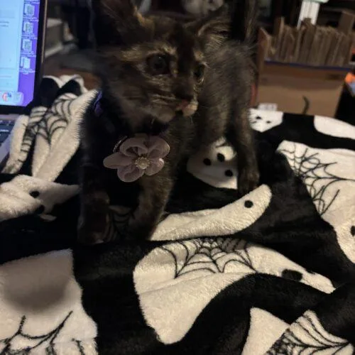 A baby small-sized female Tortoiseshell Domestic Short Hair cat named Gin Rummy for adoption in Tampa, FL