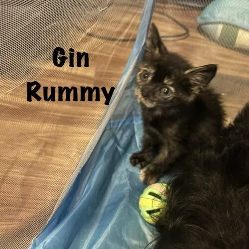 Gin Rummy thumbnail 3