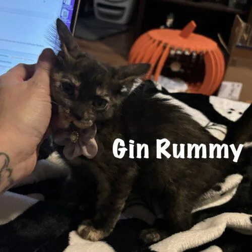 Gin Rummy thumbnail 5