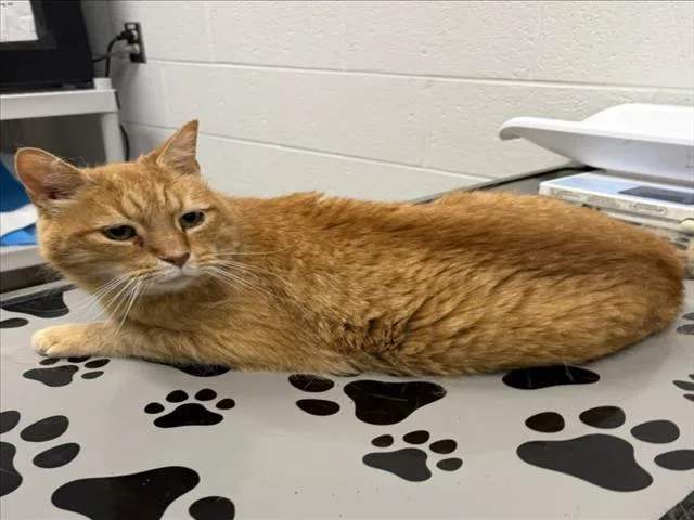A senior medium-sized male Domestic Short Hair cat named Magoo for adoption in Derwood, MD