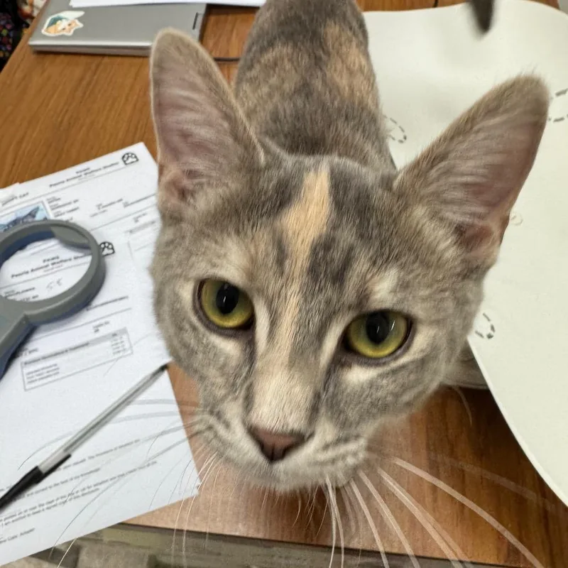 A young medium-sized female Gray / Blue / Silver Domestic Short Hair cat named Bellflower for adoption in Peoria, IL