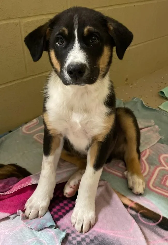 A baby medium-sized male Tricolor (Brown, Black, & White) German Shepherd Dog dog named Ralph for adoption in Mount Sterling, KY