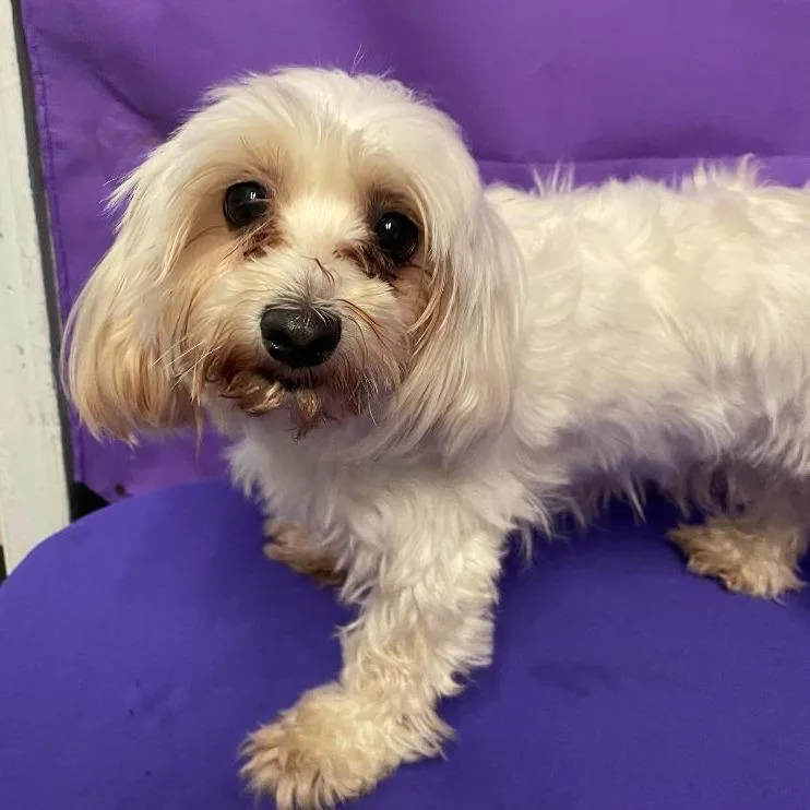 An adult small-sized female White / Cream Maltese dog named Molly for adoption in North Myrtle Beach, SC