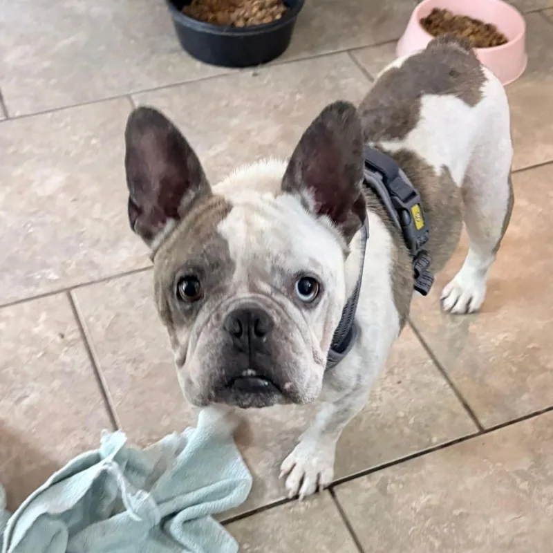 An adult medium-sized male Brown / Chocolate French Bulldog dog named Frick for adoption in Boerne, TX