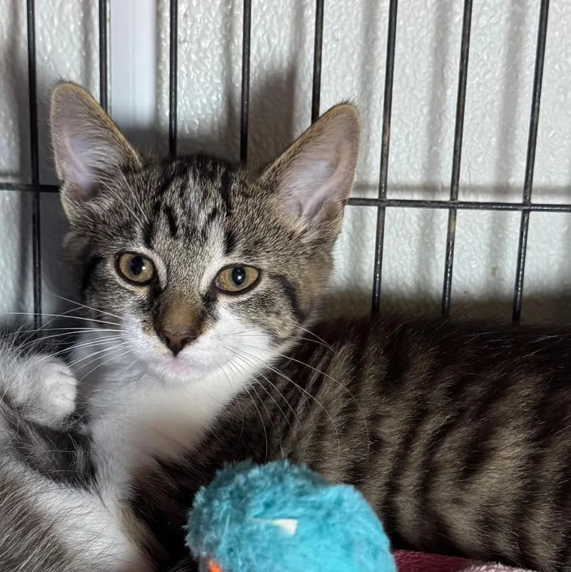 A baby medium-sized female Domestic Short Hair cat named Tashi for adoption in Saginaw, MI