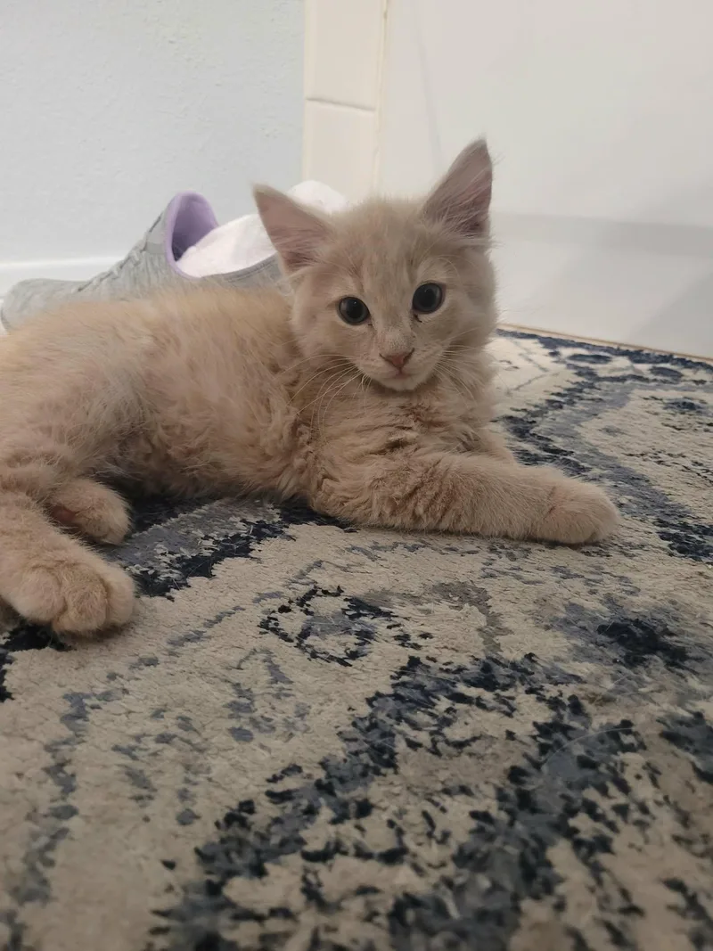 A baby medium-sized male Orange & White American Bobtail cat named Andie for adoption in Palmdale, CA