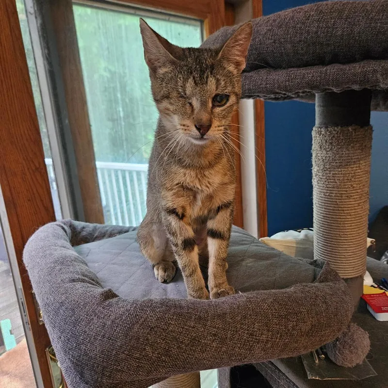 An adult medium-sized female Gray / Blue / Silver Domestic Short Hair cat named Ching Shih for adoption in Grand Rapids, MN