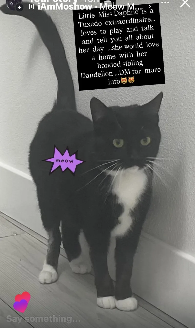 A young medium-sized female Black & White / Tuxedo Domestic Short Hair cat named Daphne for adoption in LAWNDALE, CA