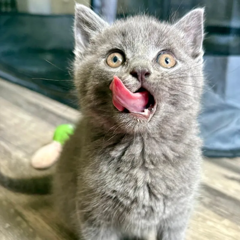 A baby small-sized male Gray / Blue / Silver Domestic Short Hair cat named Soup for adoption in Reisterstown, MD
