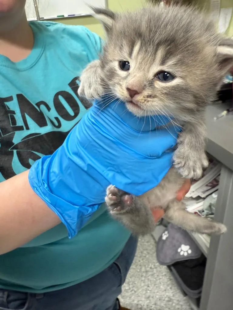 A baby small-sized female Domestic Medium Hair cat named Cliff Jumper for adoption in Auburn, IN