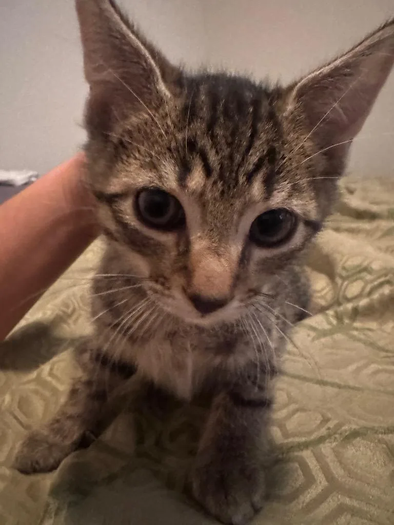 A baby small-sized male Domestic Short Hair cat named Xander for adoption in Columbia, TN