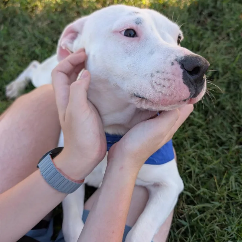 A young medium-sized male White / Cream Pit Bull Terrier dog named Comfortable Doug D for adoption in Lebanon, TN