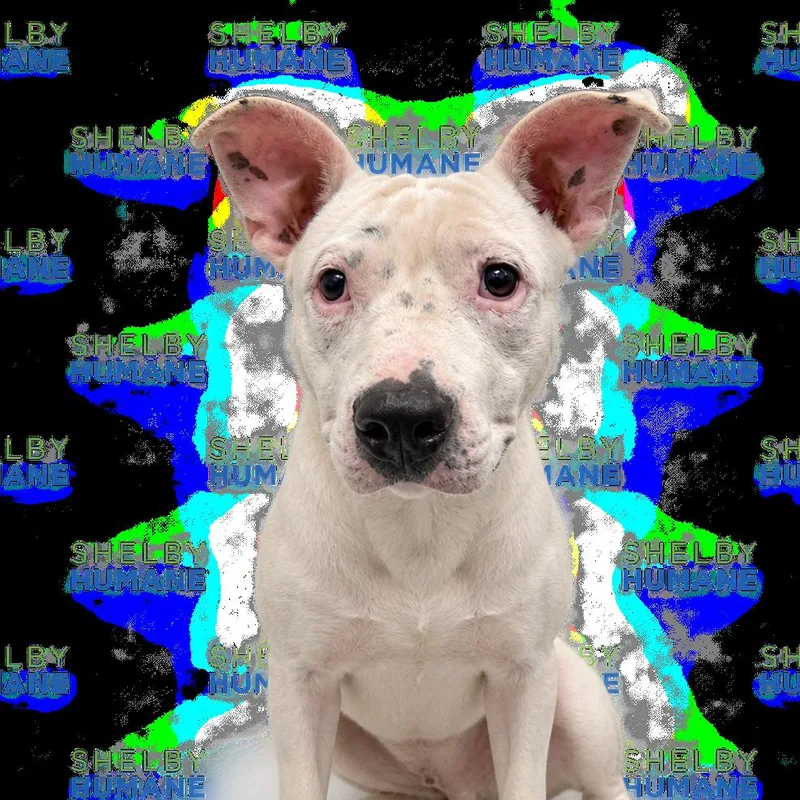Comfortable Doug D thumbnail 2